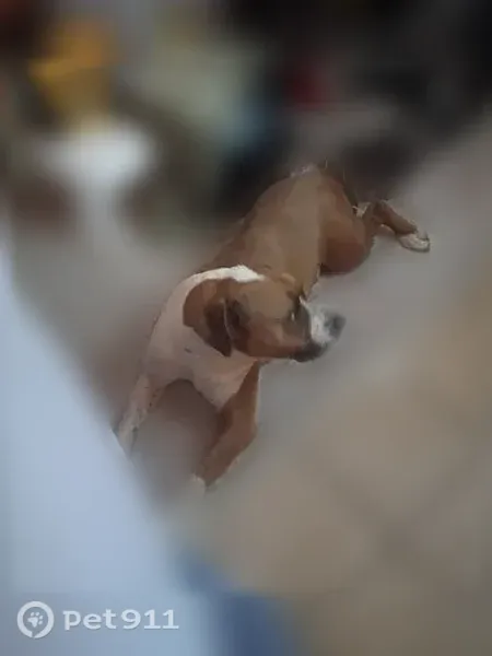 Found dog, 16th Street, 1583, Heyburn — tan and white male boxer mix - photo