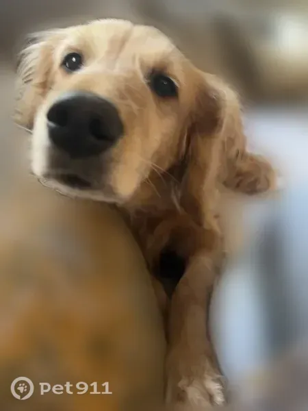 Lost dog, West Crystal Lake Road, 1689, Holland — female, beige golden retriever - photo