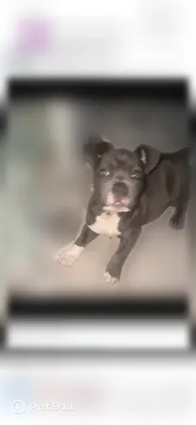 Lost dog, 13 Mile Road, 21437, St. Clair Shores, Arlington — male, XL bully, blue-grey coat - photo