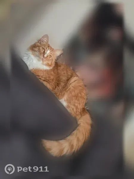 Lost cat, Sling Alley, Lyerly - shy orange long-haired male cat - photo