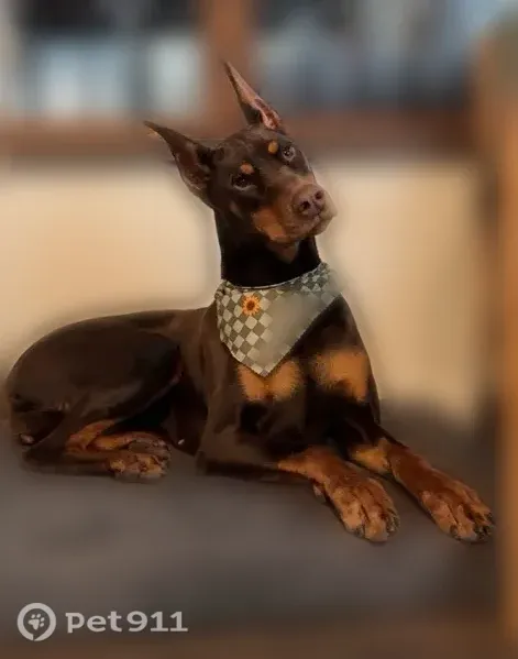 Lost dog, Randle, Washington, Morton - shy tan Dobbie girl - photo