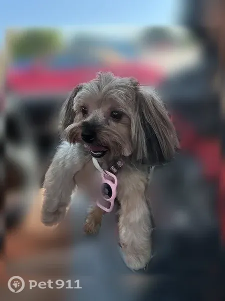 Lost dog, Whisper Trace, 3798, Schertz - female, pink collar - photo
