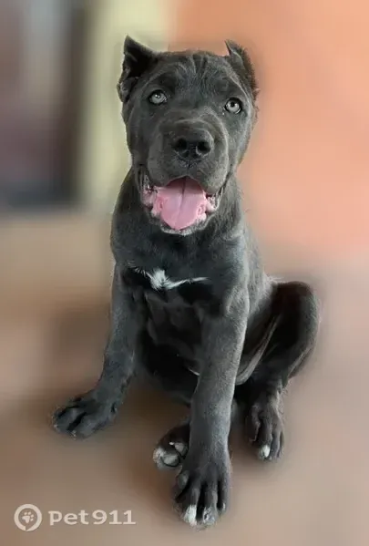 Lost dog, Live Oak Road, 6490, Morada - clipped tail and ears, white W on chest - photo