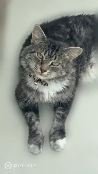 Lost cat, Chicopa Street, 4323, North Port - black-and-white tabby with a brown nose - photo