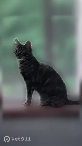 Lost cat, Englewood Avenue, 2011, Durham - female indoor-only cat with green eyes - photo