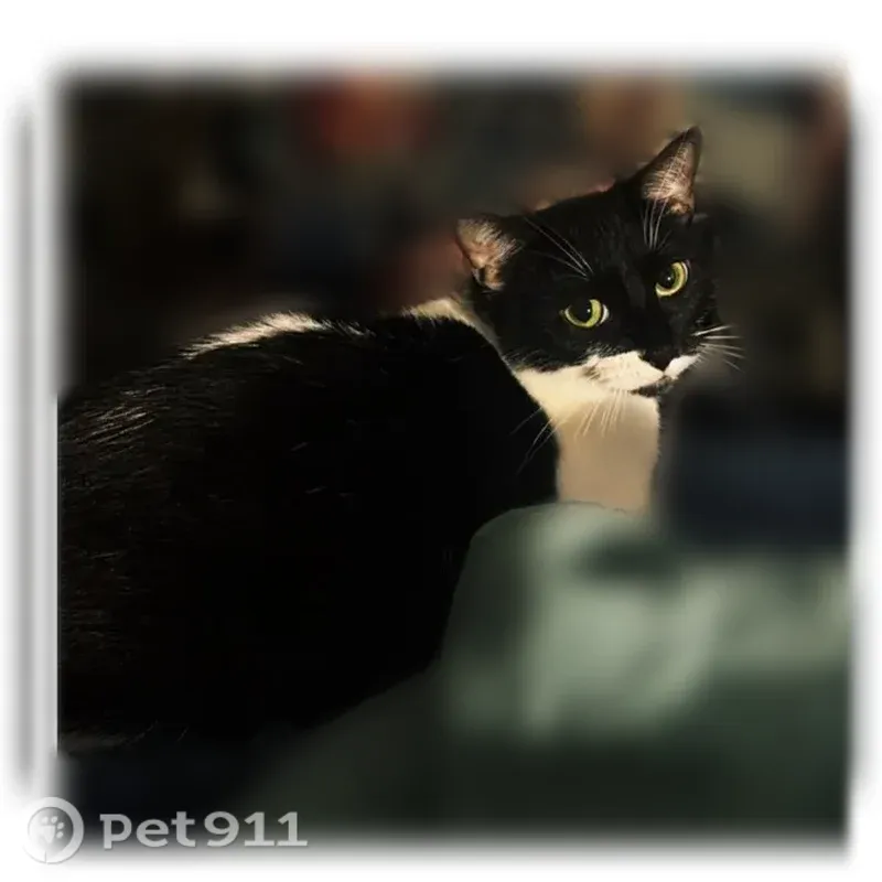 Lost cat, Warm Springs Road, 4301, Columbus — female, small tuxedo cat with green eyes - photo