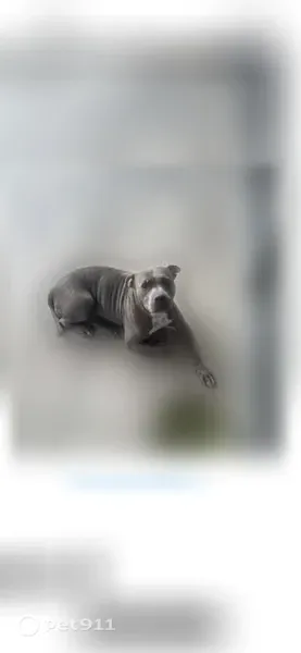 Lost dog, Sarasota, Florida - brown brindle with grey face - photo