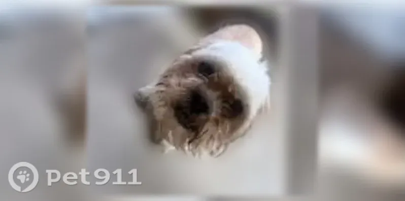 Lost dog, Crane Drive Southwest, 956, Albuquerque - light tan and white, very friendly - photo
