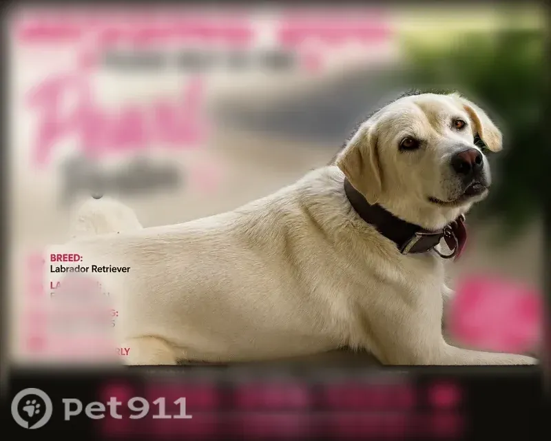 Lost dog, Cherokee County 42, 1577, Slackland, Gadsden — female, black nose with pink in the middle - photo