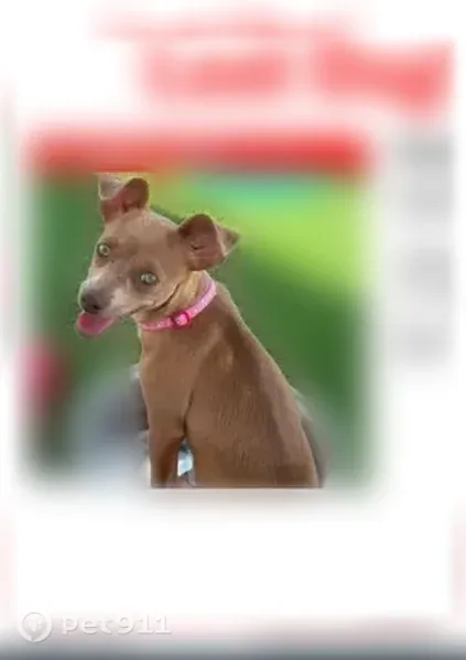 Lost dog, South Emporia Way, Aurora — female, light brown, red collar - photo