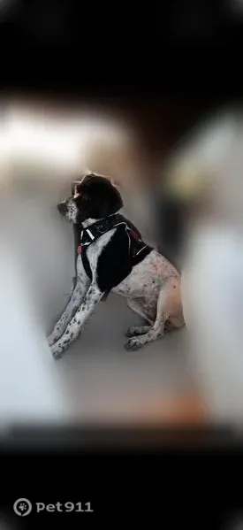 Lost dog, Southwest 26th Street, 10990, Miami - female - photo