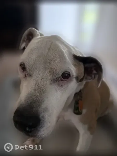 Lost dog, Homeport Lane, 192, Blairs — male, brown and white, red collar - photo