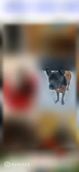 Lost dog, West Boundary Street, Savannah - male, timid and scared - photo