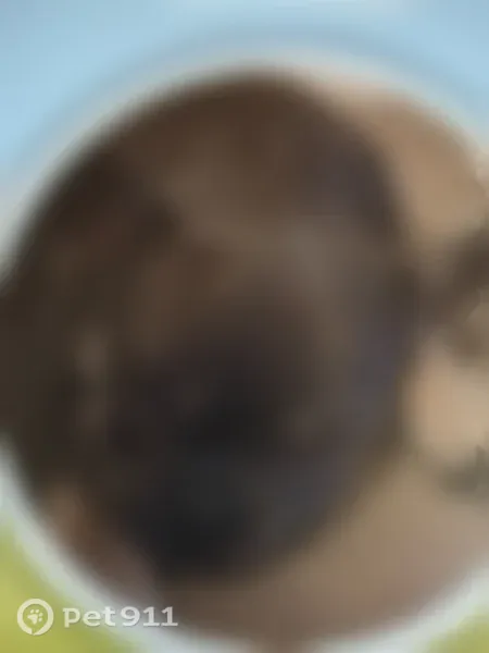 Lost dog, Dunkard Mill Road, 1007, Upton — female, merle, in heat - photo