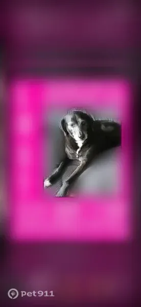 Lost dog, Waltz Road, 22946, Huron Charter Township, Carleton - older black dog with white face - photo