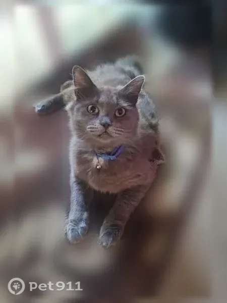 Lost cat, Waverly Drive Southeast, 1545, Albany - female, fluffy gray with a blue breakaway collar and bell - photo