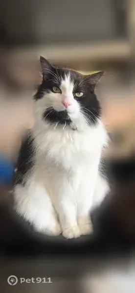 Lost cat, Clay Street, 322, San Antonio - tuxedo with a blue collar - photo