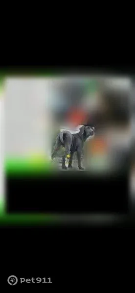 Lost dog, Linden, New Jersey - photo