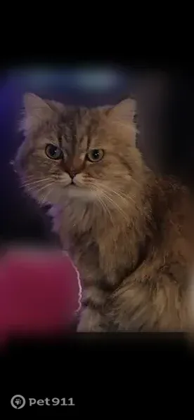 Lost cat, Spencer Highway, 3030, Pasadena - beige Persian male with green eyes - photo