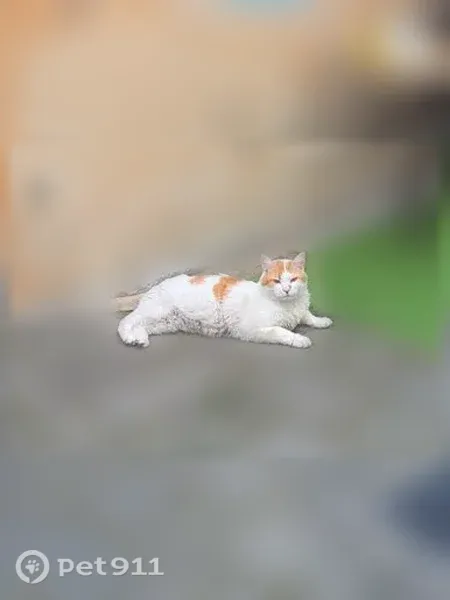 Lost cat, Rhodes Circle, 42, Hingham - male, white and orange, laid back - photo