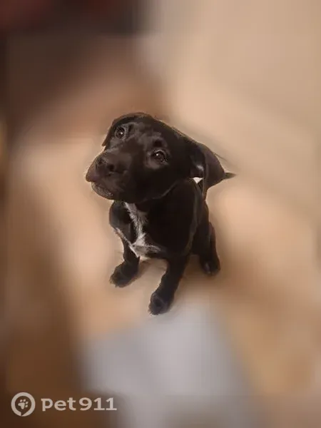 Lost dog, Ashford Trail, Mesquite - female, wearing a pink collar - photo