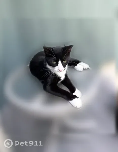 Lost cat, Hollow Road, 4028, Malvern - tuxedo male with green eyes - photo
