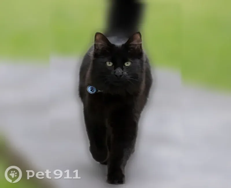 Lost cat, Coventry Court, 5309, Colleyville - male, black, puffy tail - photo