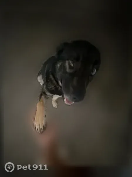 Lost dog, East Highway 199, 1515, Euless — male, one blue and brown eye - photo