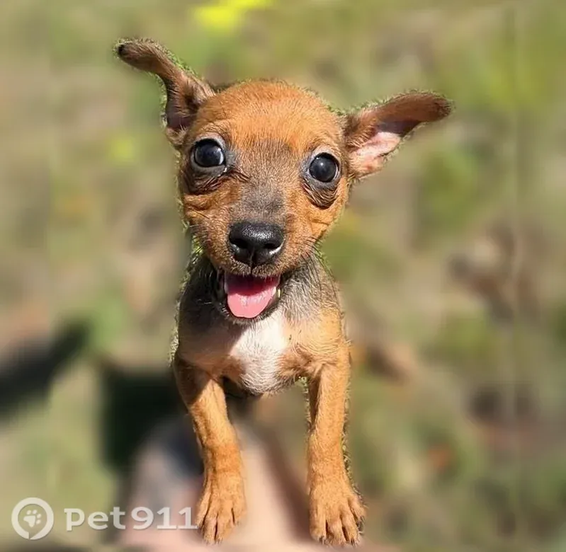 Lost dog, Tiger Creek Lane, 4186, Valdosta — female Chihuahua, white chest - photo