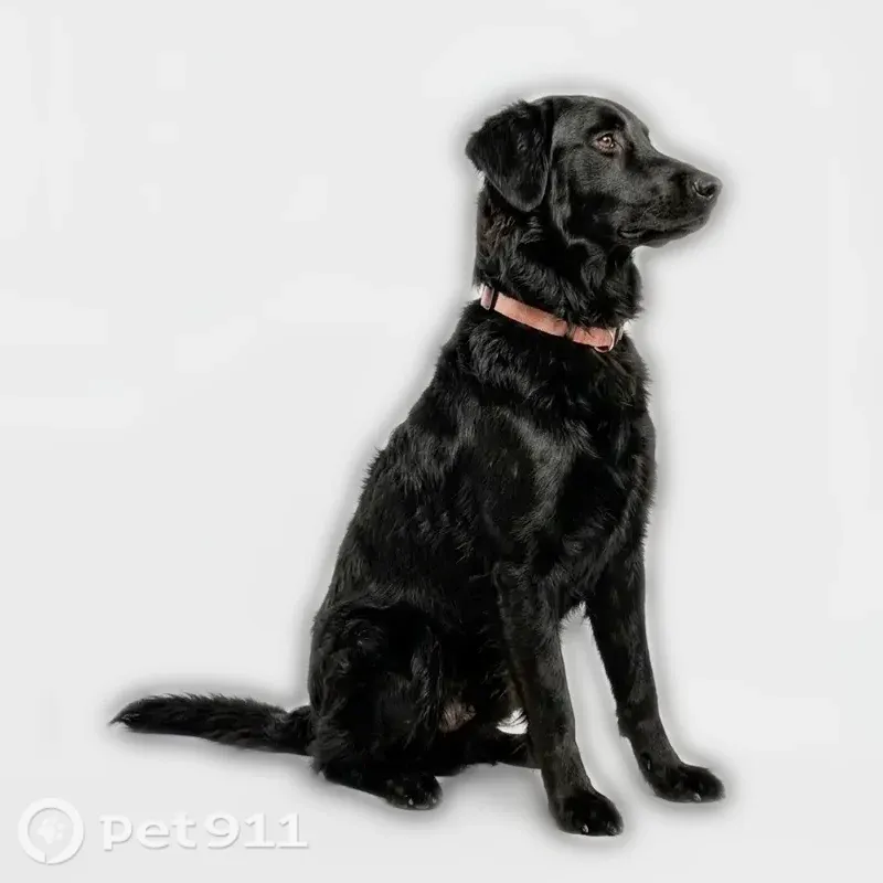 Lost dog, Stallings Road, 60, Taylors, Arlington — male, black coat, tan leather collar, tie dye bandana - photo