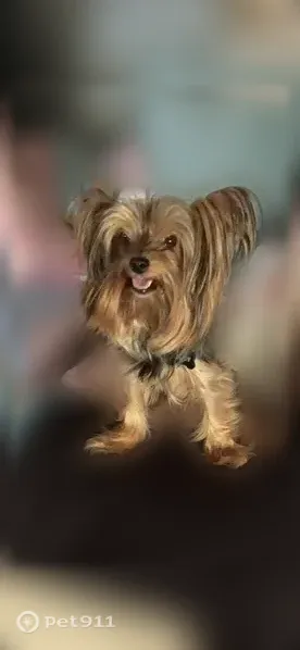 Lost dog, Twilight Circle, 16264, Riverside - male, green collar with tag - photo