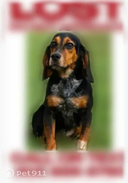 Lost dog, Broadview Boulevard, 1522, Natrona Heights, Brackenridge - female black and brown beagle mix - photo