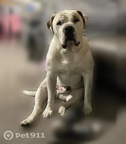 Lost dog, West 200 South, 2375, Marriott-Slaterville, Ogden - male American Bulldog - photo