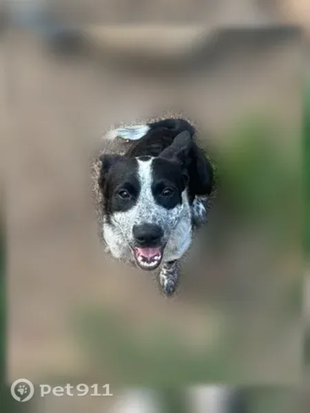Found dog, Hudman Road, North Little Rock, Kansas City - female, black and white, freshly spayed - photo