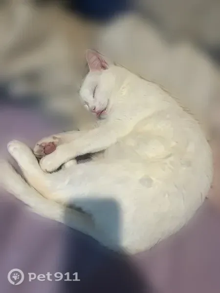 Lost cat, Farm to Market Road 1253, 26024, Mineola - male, all white with gold/yellow eyes - photo