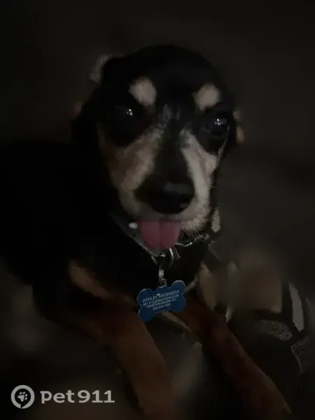 Lost dog, Cherry Street, Winston-Salem, Charlotte - very small, black, old male - photo