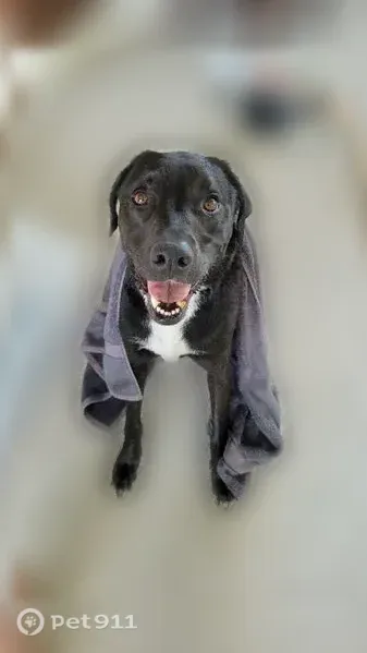 Lost dog, Green Valley Drive, 11044, Culpeper, Baltimore - female, microchipped - photo