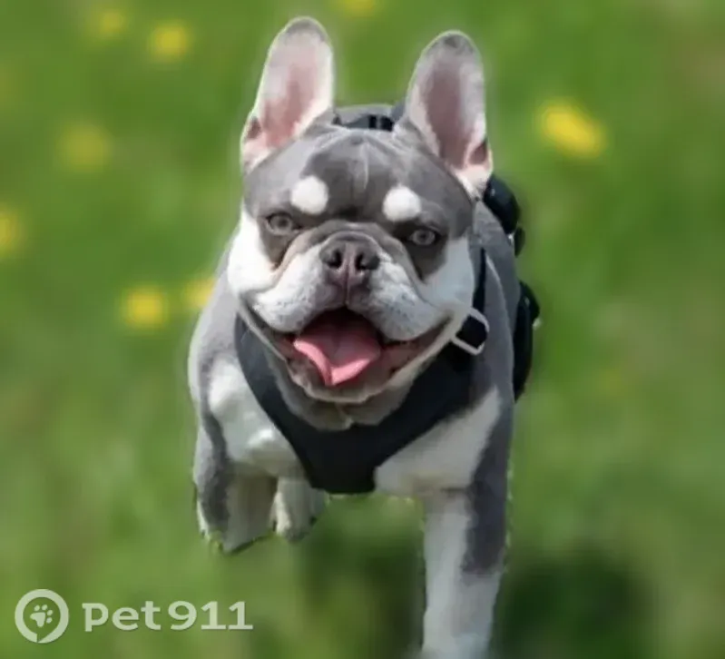 Lost dog, Wilson Avenue, 302, Calera, Calera - female French Bulldog with a black harness - photo