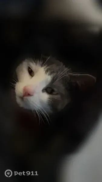 Lost cat, Slash Pine Circle, 1200, Punta Gorda, Cape Coral - female, grey and white - photo