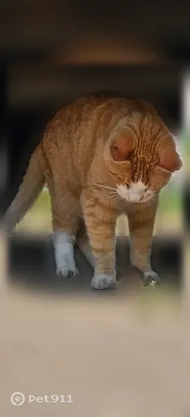 Lost cat, Brandy Lake Road, 25565, Detroit Lakes - orange & white, wonky eye - photo