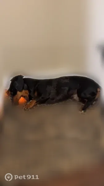 Lost dog, Cramblitt Lane, 35929, Bay Minette - male dapple dachshund - photo
