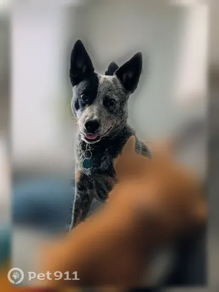 Lost dog, US Highway 285, 16353, Saguache, Saguache - blue heeler with black eye patch - photo