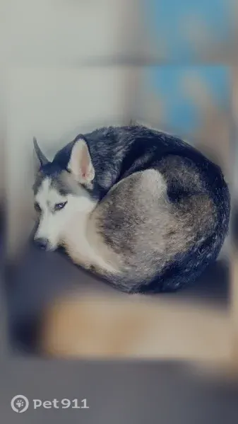 Lost dog, Hanchett Street, 1814, Saginaw, Arlington - pregnant, microchipped - photo