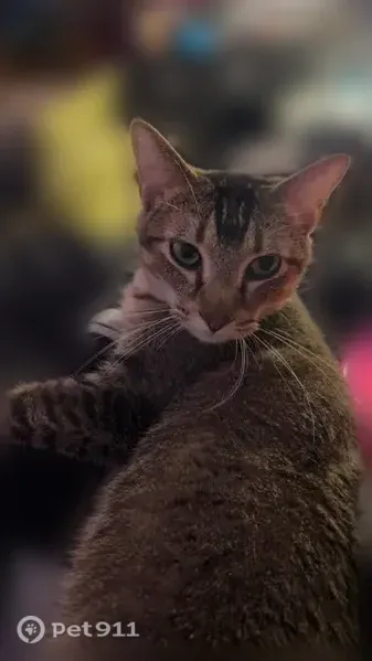 Missing cat Female, Sacramento (usl544119) - photo