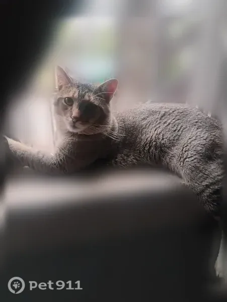 Lost cat, Wise Street, 515, Bucyrus - male tabby - photo