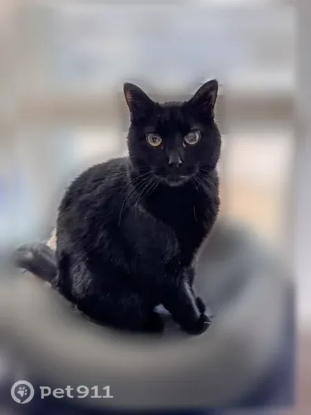 Lost cat, North Holmes Avenue, 136, St. Louis - female, all black - photo