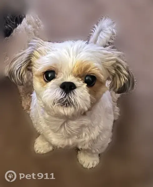 Lost dog, Spring Road, 13675, Bentonville - male Shih Tzu, white and tan - photo