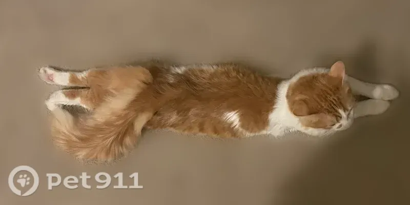 Lost cat, Willow Springs Boulevard Northwest, 6543, Huntsville - male, unique marking on face - photo