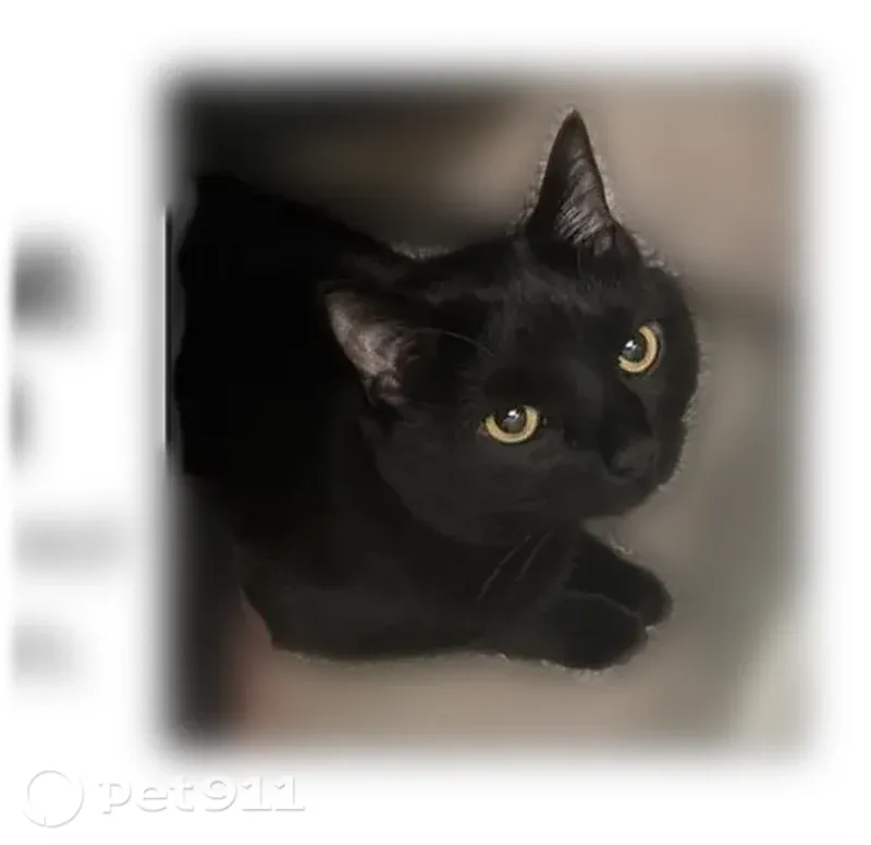 Lost cat, West 26th Avenue, Lakewood, Denver - patch of fur missing on his backside - photo