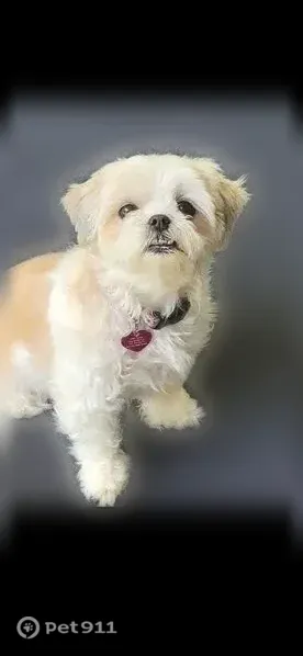 Lost dog, Highway 90 East, 8718, Jeanerette - photo